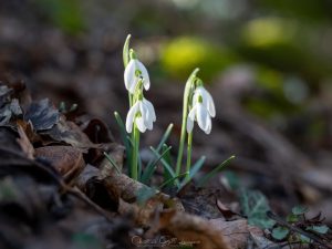 Schneeglöckchen - weiter geht's mit den Frühlings Boten #gelllernpass #gelllernpassfotografie #spring #frühling #blumen #macro #blume #schneeglöckchen #auwald...