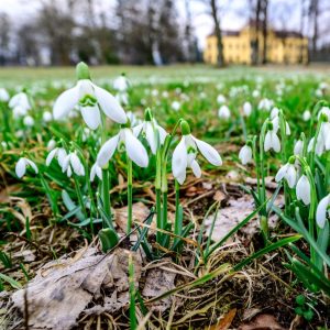 Mit diesen Frühlingsboten im Schlosspark beim @schloss_eckartsau wünschen wir noch einen schönen Montag! 🌳☀️ . . Foto...
