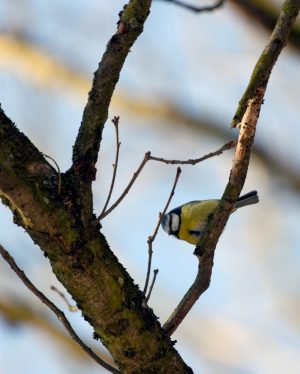 Der Gesang der Singvögel 🎶 bringt täglich Kunde von den länger werdenden Tagen und dem anklopfenden Frühling...