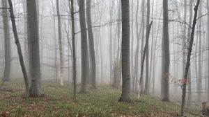 Nebel #nebel #wald #baum #unterwegsindernatur #psychologischeberatung #supervision #trauerbegleitung #sigridfritz #wanderlust #landscape #landscapephotography #frischeluft ...