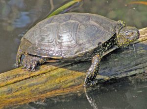 Aufgewacht, der Saisonstart naht! 😊 Die Europäischen Sumpfschildkröten genießen auf unserem Auerlebnisgelände bereits ...