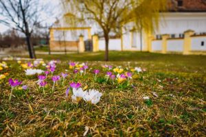 SPRING IS COMING! 🌸 Startet gut in ein wunderschönes Frühlings-Wochenende! #Frühling #Spring #Blumen #Barockgarten #SchlossHof #Barockschloss #Schloss...