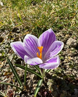 #frühling #frühlingsblumen #frühlingsgefühle #spring #springvibes #springvibes🌸 #springiscoming #springflowers #klosterneuburg #niederösterreich #loweraustria #donau #danube #österreich #austria #austria🇦🇹 -...