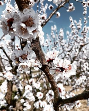 Die Marillenbäume blühen und läuten somit den Frühlingsbeginn ein! 🌸 🍑 Schon gewusst? Unsere Marillenmarmelade kommt von...