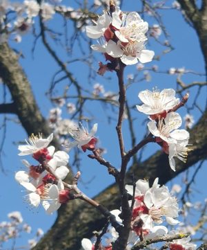 Marillenblüte 2023 #frühling #frühlingsgefühle #kremstal #kremstalwein #apricotblossom #spring #springvibes #tradition