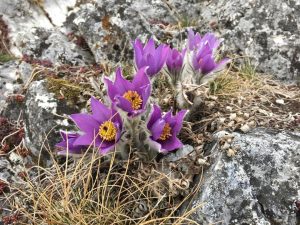 🥰 Auf rund 1000m Seehöhe sind auch schon zarte Frühlingsblüher zu entdecken…🥰 . . . #hohewand #niederösterreich🇦🇹...