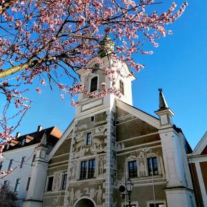 Jedes Jahr ist der Beginn der Zierkirschenblüte in der Zwettler Innenstadt eine klare Ansage an den Frühling...