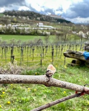 Schön langsam hält der Frühling auch im Weingarten Einzug 😊. Die ersten Knospen treiben aus, die Smaragdeidechsen...