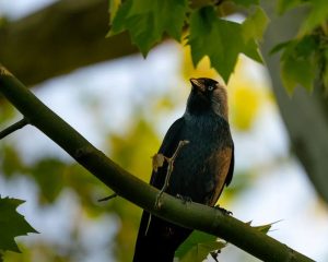 Dohle, jackdaw (Corvus monedula) F6.3, 1/800s, 600mm, ISO1250 - - - - #jackdaw #dohle #birds #birds #birdphoto...