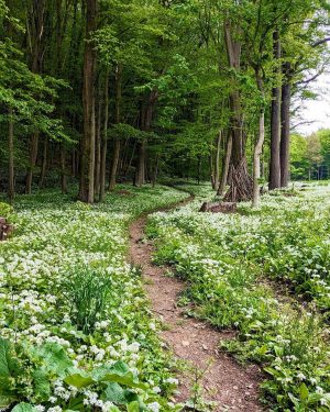🌱🌿🪄Frühlingsfrischer Wienerwald: So einem Morgenspaziergang durch das saftige Grün des frisch duftenden Waldes wohnt doch ein ganz...