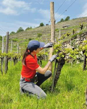 Jäten bzw. Ausbrechen = eine der wichtigsten Arbeiten im Weingarten, denn man sorgt für eine luftige Laubwand,...