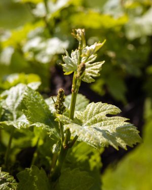 In unseren Weingärten wächst bereits der Jahrgang 2023 heran! 🍇 Die Regenperiode der letzten Wochen in Kombination...