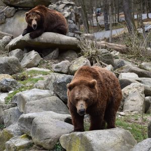 50 Jahre Tierpark Haag! 🤩 Die Markenbotschafter des Tierparks sind die Braunbären, die ...
