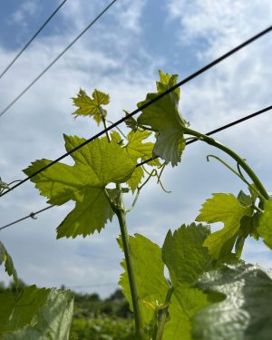 Veltlinerische Aussichten😎 —— Die Weingärten geben momentan Vollgas!🔥 Wir sind derzeit jede freie Minute im Weingarten und...