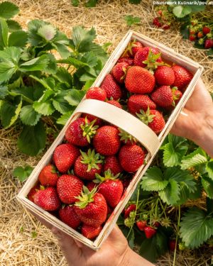 Endlich wieder Erdbeeren! 😍🍓 Fertig gepflückt oder doch zum Selberpflücken, was ist dir lieber? Erdbeeren gibt es...