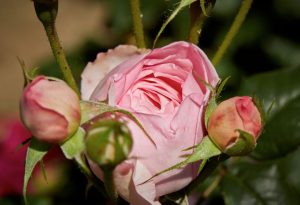 Tag der Rose 🌹 Als Rosenburg ist dieser Tag natürlich ein besonderer Tag für uns. Unsere liebe...