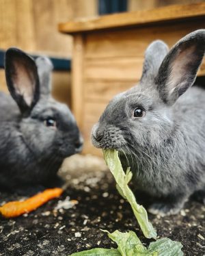 🐇 Blaue Wiener Kaninchen sind mittelgroß und haben eine blau-gräuliche Fell- und Augenfarbe. ...