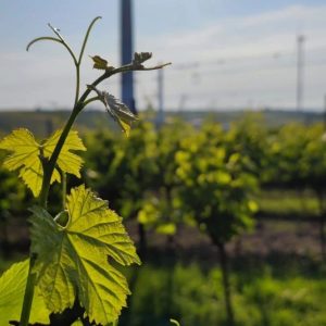Unsere Bio-Weingärten stehen kurz vor der Blüte! 🌱🍇👌 #weingutmartinkohl #bio #wein #hohenruppersdorf #weinviertel #österreich #winelover #austrianwine #austria