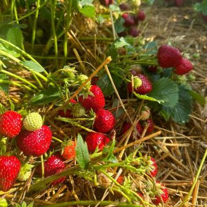 Auf geht’s, Erdbeeren pflücken!😍 ✅ viele süße Erdbeeren 😋🍓 ✅ schönes Wetter ☀️ ✅ Guster auf Erdbeeren...