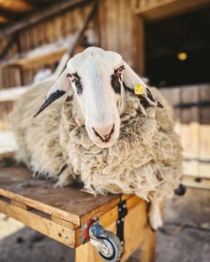 Endlich war das Wetter schön genug, um die jährliche Schafschur anzugehen. ☀️💪🏼 🐑 Am meisten freut‘s die...