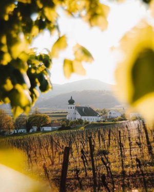 🍷☀️ Es ist Weinsommer im Wienerwald - Gemütlichkeit, Genuss und Lebensfreude pur und das bei diesem Anblick...