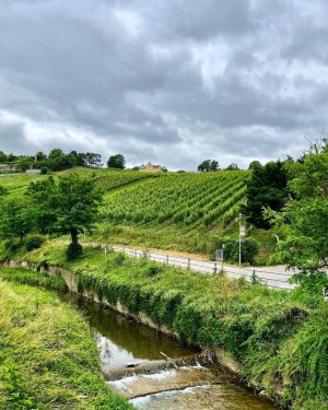 😍#greenvibes 🐸💚🍀 #strollingaround #klosterneuburg #weidlingbach #vineyards #familytime #landleben #countryside #landidylle #sommer #summer #summertime ...