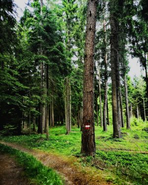 Life hurts, nature heals 💚🌲🌳 #igersaustria #austrianblogger #communityfirst #igers #austriagram #österreich #forest #forestphotography ...