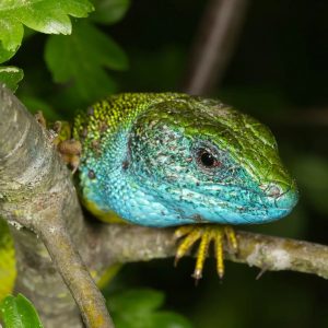 . 🇦🇹 Östliche Smaragdeidechse 🇬🇧 European Green Lizard Lacerta viridis 🇦🇹 Die östliche Smaragdeidechse erreicht, als wärmeliebende...