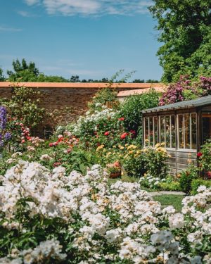 Paradise found! 💕 Unser paradiesischer Rosengarten zeigt sich gerade in seiner schönsten Blütenpracht. ...