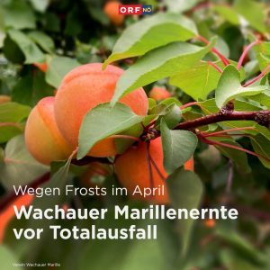 In der Wachau rechnen die Marillenbäuerinnen und -bauern kurz vor der Ernte mit einem Ertragsausfall von 95...