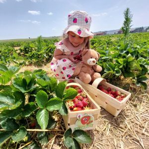 Schaut euch die süße Martina am Erdbeerfeld an! 😍 Perfekt gekleidet für‘s Erdbeerfeld…🥰🍓🍓 ...