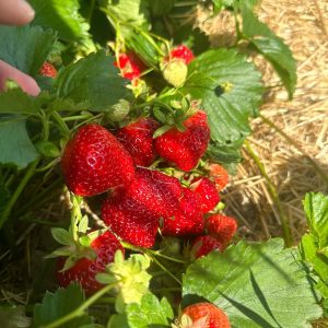 Jede Menge Erdbeeren in Grünau! 🍓🍓 Auf unserem Erdbeerfeld in Grünau (zwischen WT ...